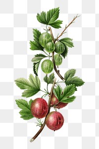 Vintage gooseberry bough transparent png. Digitally enhanced illustration from U.S. Department of Agriculture Pomological Watercolor Collection. Rare and Special Collections, National Agricultural Library.