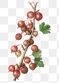 Vintage peach buds transparent png. Digitally enhanced illustration from U.S. Department of Agriculture Pomological Watercolor Collection. Rare and Special Collections, National Agricultural Library.