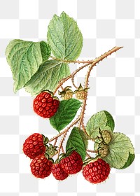 Vintage branch of red raspberry transparent png. Digitally enhanced illustration from U.S. Department of Agriculture Pomological Watercolor Collection. Rare and Special Collections, National Agricultural Library.