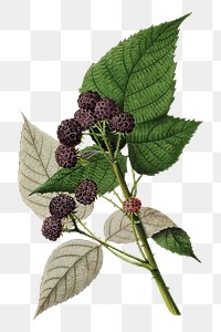 Vintage branch of black raspberry transparent png. Digitally enhanced illustration from U.S. Department of Agriculture Pomological Watercolor Collection. Rare and Special Collections, National Agricultural Library.