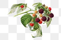 Vintage branch of purple raspberry transparent png. Digitally enhanced illustration from U.S. Department of Agriculture Pomological Watercolor Collection. Rare and Special Collections, National Agricultural Library.