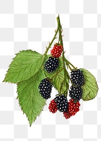 Vintage branch of blackberry transparent png. Digitally enhanced illustration from U.S. Department of Agriculture Pomological Watercolor Collection. Rare and Special Collections, National Agricultural Library.