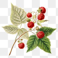 Vintage red raspberries transparent png. Digitally enhanced illustration from U.S. Department of Agriculture Pomological Watercolor Collection. Rare and Special Collections, National Agricultural Library.