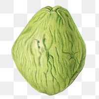 Vintage chayote transparent png. Digitally enhanced illustration from U.S. Department of Agriculture Pomological Watercolor Collection. Rare and Special Collections, National Agricultural Library.