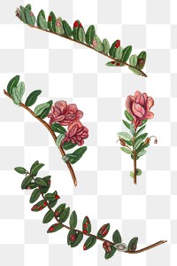 Vintage American Cranberry flower transparent png. Digitally enhanced illustration from U.S. Department of Agriculture Pomological Watercolor Collection. Rare and Special Collections, National Agricultural Library.