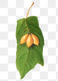 Vintage oak leaved papaya transparent png. Digitally enhanced illustration from U.S. Department of Agriculture Pomological Watercolor Collection. Rare and Special Collections, National Agricultural Library.