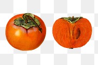 Vintage persimmons transparent png. Digitally enhanced illustration from U.S. Department of Agriculture Pomological Watercolor Collection. Rare and Special Collections, National Agricultural Library.