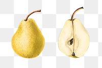 Vintage pears transparent png. Digitally enhanced illustration from U.S. Department of Agriculture Pomological Watercolor Collection. Rare and Special Collections, National Agricultural Library.