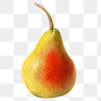 Vintage pear transparent png. Digitally enhanced illustration from U.S. Department of Agriculture Pomological Watercolor Collection. Rare and Special Collections, National Agricultural Library.