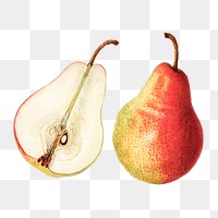 Vintage pears transparent png. Digitally enhanced illustration from U.S. Department of Agriculture Pomological Watercolor Collection. Rare and Special Collections, National Agricultural Library.