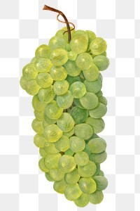 Vintage bunch of green grape transparent png. Digitally enhanced illustration from U.S. Department of Agriculture Pomological Watercolor Collection. Rare and Special Collections, National Agricultural Library.