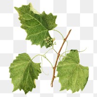 Vintage grape leaves transparent png. Digitally enhanced illustration from U.S. Department of Agriculture Pomological Watercolor Collection. Rare and Special Collections, National Agricultural Library.