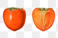 Vintage persimmons transparent png. Digitally enhanced illustration from U.S. Department of Agriculture Pomological Watercolor Collection. Rare and Special Collections, National Agricultural Library.