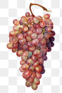 Vintage bunch of red grape transparent png. Digitally enhanced illustration from U.S. Department of Agriculture Pomological Watercolor Collection. Rare and Special Collections, National Agricultural Library.