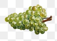 Vintage bunch of green grape transparent png. Digitally enhanced illustration from U.S. Department of Agriculture Pomological Watercolor Collection. Rare and Special Collections, National Agricultural Library.