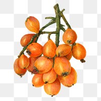 Vintage branch of loquat transparent png. Digitally enhanced illustration from U.S. Department of Agriculture Pomological Watercolor Collection. Rare and Special Collections, National Agricultural Library.