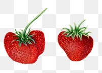 Vintage strawberries transparent png. Digitally enhanced illustration from U.S. Department of Agriculture Pomological Watercolor Collection. Rare and Special Collections, National Agricultural Library.