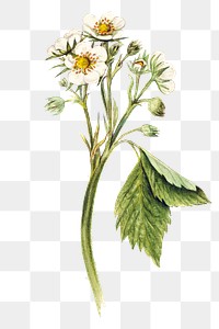 Vintage strawberry flowers transparent png. Digitally enhanced illustration from U.S. Department of Agriculture Pomological Watercolor Collection. Rare and Special Collections, National Agricultural Library.