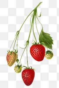 Vintage branch of strawberry transparent png. Digitally enhanced illustration from U.S. Department of Agriculture Pomological Watercolor Collection. Rare and Special Collections, National Agricultural Library.