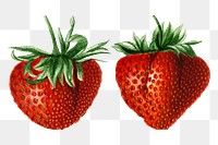 Vintage strawberries transparent png. Digitally enhanced illustration from U.S. Department of Agriculture Pomological Watercolor Collection. Rare and Special Collections, National Agricultural Library.