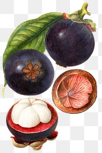 Vintage mangosteens transparent png. Digitally enhanced illustration from U.S. Department of Agriculture Pomological Watercolor Collection. Rare and Special Collections, National Agricultural Library.