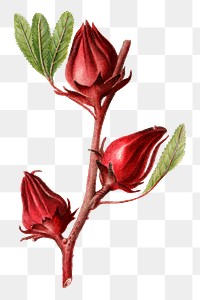 Vintage roselles transparent png. Digitally enhanced illustration from U.S. Department of Agriculture Pomological Watercolor Collection. Rare and Special Collections, National Agricultural Library.