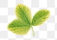 Vintage strawberry leaves transparent png. Digitally enhanced illustration from U.S. Department of Agriculture Pomological Watercolor Collection. Rare and Special Collections, National Agricultural Library.
