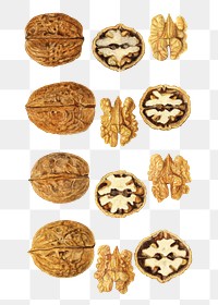 Vintage walnuts transparent png. Digitally enhanced illustration from U.S. Department of Agriculture Pomological Watercolor Collection. Rare and Special Collections, National Agricultural Library.