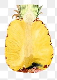 Vintage pineapple transparent png. Digitally enhanced illustration from U.S. Department of Agriculture Pomological Watercolor Collection. Rare and Special Collections, National Agricultural Library.