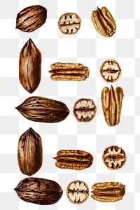 Vintage pecans transparent png. Digitally enhanced illustration from U.S. Department of Agriculture Pomological Watercolor Collection. Rare and Special Collections, National Agricultural Library.