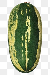 Vintage watermelon transparent png. Digitally enhanced illustration from U.S. Department of Agriculture Pomological Watercolor Collection. Rare and Special Collections, National Agricultural Library.