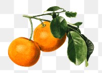 Vintage orange twig transparent png. Digitally enhanced illustration from U.S. Department of Agriculture Pomological Watercolor Collection. Rare and Special Collections, National Agricultural Library.