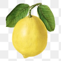 Vintage lemon transparent png. Digitally enhanced illustration from U.S. Department of Agriculture Pomological Watercolor Collection. Rare and Special Collections, National Agricultural Library.