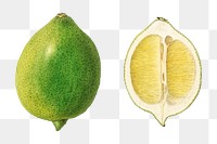 Vintage limes transparent png. Digitally enhanced illustration from U.S. Department of Agriculture Pomological Watercolor Collection. Rare and Special Collections, National Agricultural Library.