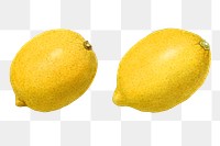 Vintage lemons transparent png. Digitally enhanced illustration from U.S. Department of Agriculture Pomological Watercolor Collection. Rare and Special Collections, National Agricultural Library.