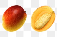 Vintage mangoes transparent png. Digitally enhanced illustration from U.S. Department of Agriculture Pomological Watercolor Collection. Rare and Special Collections, National Agricultural Library.