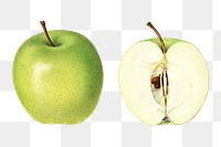 Vintage green apples transparent png. Digitally enhanced illustration from U.S. Department of Agriculture Pomological Watercolor Collection. Rare and Special Collections, National Agricultural Library.