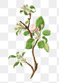 Vintage apple bough transparent png. Digitally enhanced illustration from U.S. Department of Agriculture Pomological Watercolor Collection. Rare and Special Collections, National Agricultural Library.