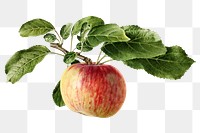 Vintage apple transparent png. Digitally enhanced illustration from U.S. Department of Agriculture Pomological Watercolor Collection. Rare and Special Collections, National Agricultural Library.