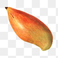 Vintage mango transparent png. Digitally enhanced illustration from U.S. Department of Agriculture Pomological Watercolor Collection. Rare and Special Collections, National Agricultural Library.