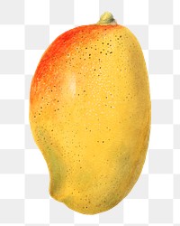 Vintage mango transparent png. Digitally enhanced illustration from U.S. Department of Agriculture Pomological Watercolor Collection. Rare and Special Collections, National Agricultural Library.