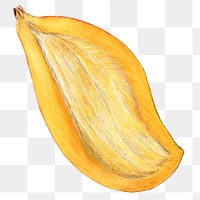 Vintage halved mango transparent png. Digitally enhanced illustration from U.S. Department of Agriculture Pomological Watercolor Collection. Rare and Special Collections, National Agricultural Library.