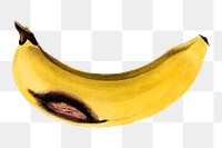 Vintage banana transparent png. Digitally enhanced illustration from U.S. Department of Agriculture Pomological Watercolor Collection. Rare and Special Collections, National Agricultural Library.