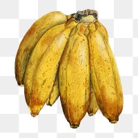Vintage bananas transparent png. Digitally enhanced illustration from U.S. Department of Agriculture Pomological Watercolor Collection. Rare and Special Collections, National Agricultural Library.