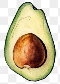 Vintage avocado transparent png. Digitally enhanced illustration from U.S. Department of Agriculture Pomological Watercolor Collection. Rare and Special Collections, National Agricultural Library.