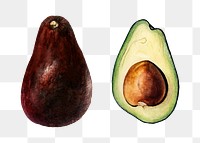 Vintage avocadoes transparent png. Digitally enhanced illustration from U.S. Department of Agriculture Pomological Watercolor Collection. Rare and Special Collections, National Agricultural Library.