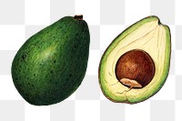 Vintage avocados transparent png. Digitally enhanced illustration from U.S. Department of Agriculture Pomological Watercolor Collection. Rare and Special Collections, National Agricultural Library.