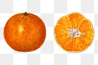Vintage oranges transparent png. Digitally enhanced illustration from U.S. Department of Agriculture Pomological Watercolor Collection. Rare and Special Collections, National Agricultural Library.