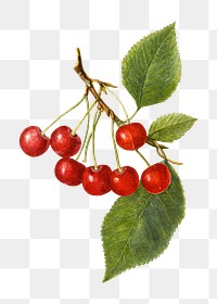 Vintage branch of cherry transparent png. Digitally enhanced illustration from U.S. Department of Agriculture Pomological Watercolor Collection. Rare and Special Collections, National Agricultural Library.