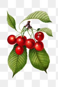 Vintage branch of cherry transparent png. Digitally enhanced illustration from U.S. Department of Agriculture Pomological Watercolor Collection. Rare and Special Collections, National Agricultural Library.